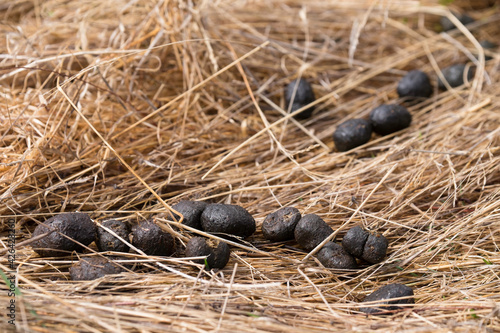 Droppings or poo or a kangaroo are outside in the straw photo