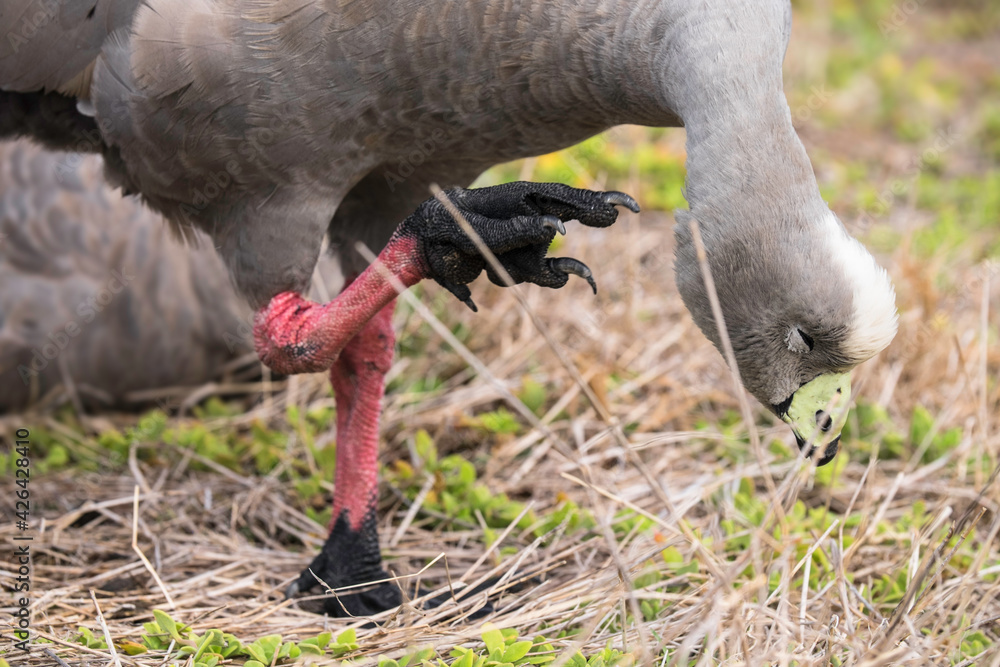 Cape Barren Goose or Cereopsis novaehollandiae scratches his head with his paws, from Phillip Island Cape Barren Goose or Cereopsis novaehollandiae scratches his head with his paws, from Phillip Island
