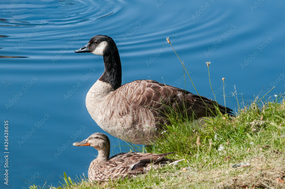 Obraz premium Canada Goose (Branta canadensis) in park, Keil, Schleswig-Holstein, Germany