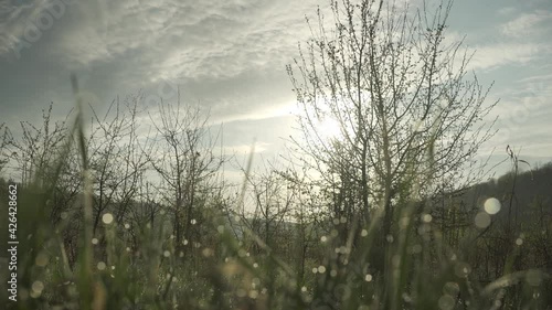 Morning meadow. Dew on the grass. Posting from the slider.