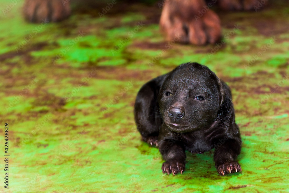 Newborn spotted hyena baby in a zoo house Newborn spotted hyena baby in a zoo house
