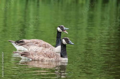 Canada Geese (Branta canadensis) in park, Keil, Schleswig-Holstein, Germany