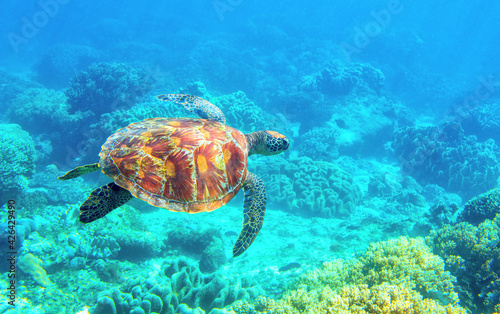 Sea turtle diving photo. Tropical seashore diving banner template. Summer vacation travel card. Marine animal in natural environment. Olive green turtle undersea in coral reef. Oceanic nature