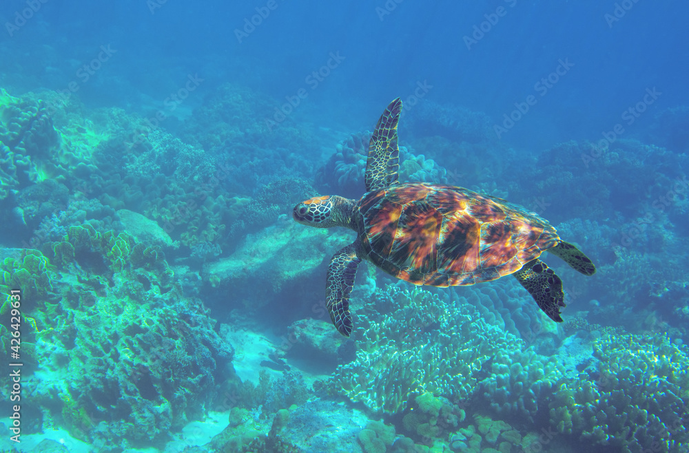 Fototapeta premium Sea turtle photo in tropic lagoon. Tropical seashore diving banner template. Summer vacation travel card. Marine animal in natural environment. Olive green turtle undersea in coral reef. Ocean nature
