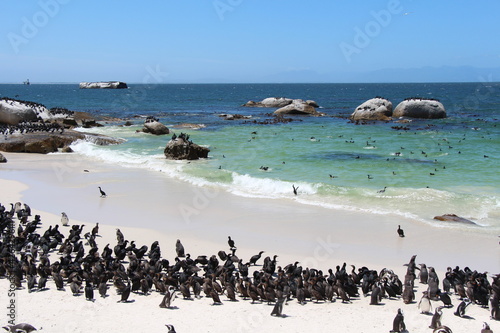 penguins in simons town in south africa