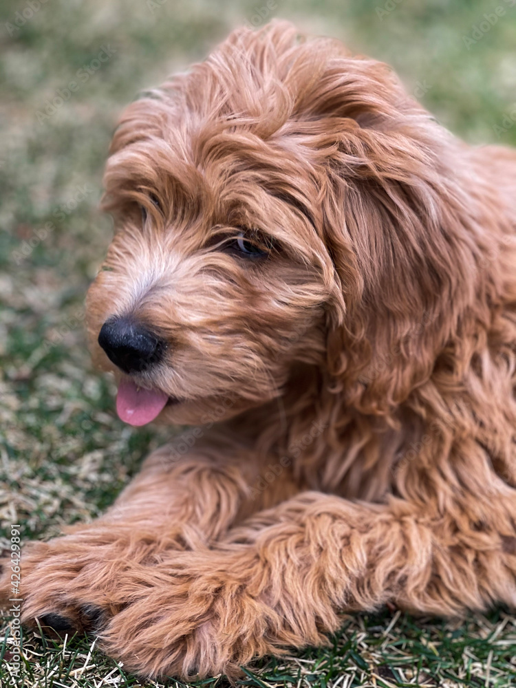 Fototapeta premium Golden doodle puppy