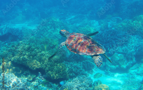 Sea turtle photo in coral landscape. Tropical seashore diving banner template. Summer vacation travel. Marine animal in natural environment. Olive green turtle undersea in coral reef. Ocean nature