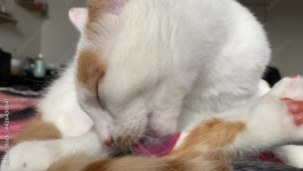 Cat Licking Fur, Cat Grooming Fur Cat Licking Fur, Cat Grooming Fur