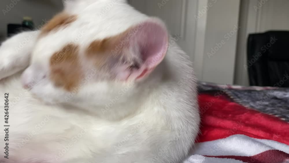 Cat Grooming, Cat Cleaning Fur Cat Grooming, Cat Cleaning Fur
