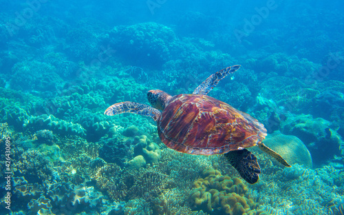 Sea turtle photo in corals. Tropical seashore diving banner template. Summer vacation travel card. Marine animal in natural environment. Olive green turtle undersea in coral reef. Oceanic nature