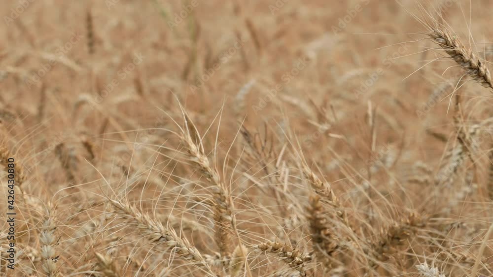 Handheld shot of common wheat crop. Golden crops. Closeup cinematic Handheld shot of common wheat crop. Golden crops. Closeup cinematic