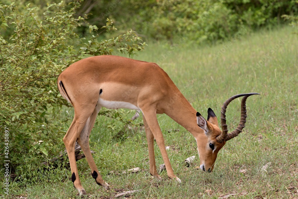 Impala (Aepyceros melampus). Nyerere National Park. Tanzania. Africa. Impala (Aepyceros melampus). Nyerere National Park. Tanzania. Africa.