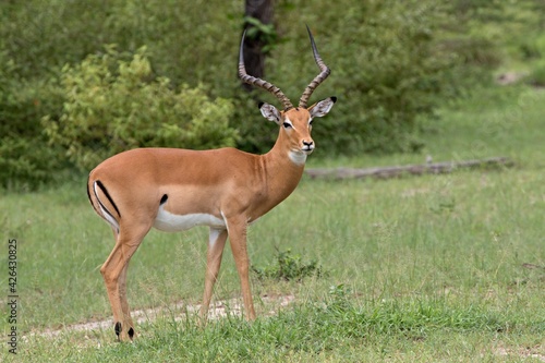 Fototapeta Naklejka Na Ścianę i Meble -  Impala (Aepyceros melampus). Nyerere National Park. Tanzania. Africa.