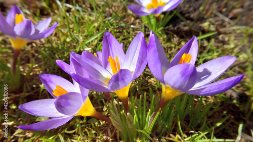 Crocus Tricolor - Crocus sieberi - panoramic
