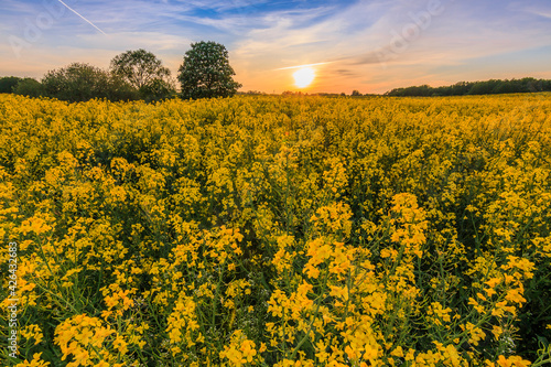 Sunset with rapeseed field. Yellow flowers of the crop in the foreground. Green trees in the evening in the background. Sun on the horizon. Clouds in the evening light in the blue sky