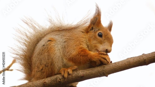 Sciurus. Rodent. A squirrel sits on a tree and eats a nut. Beautiful squirrel in the park.