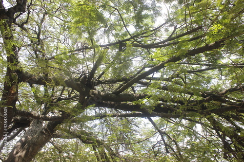 naturaleza colombiana