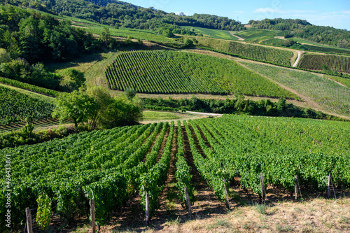 Green vineyards located on hills of  Jura French region ready to harvest and making red, white and special jaune wine, France photo