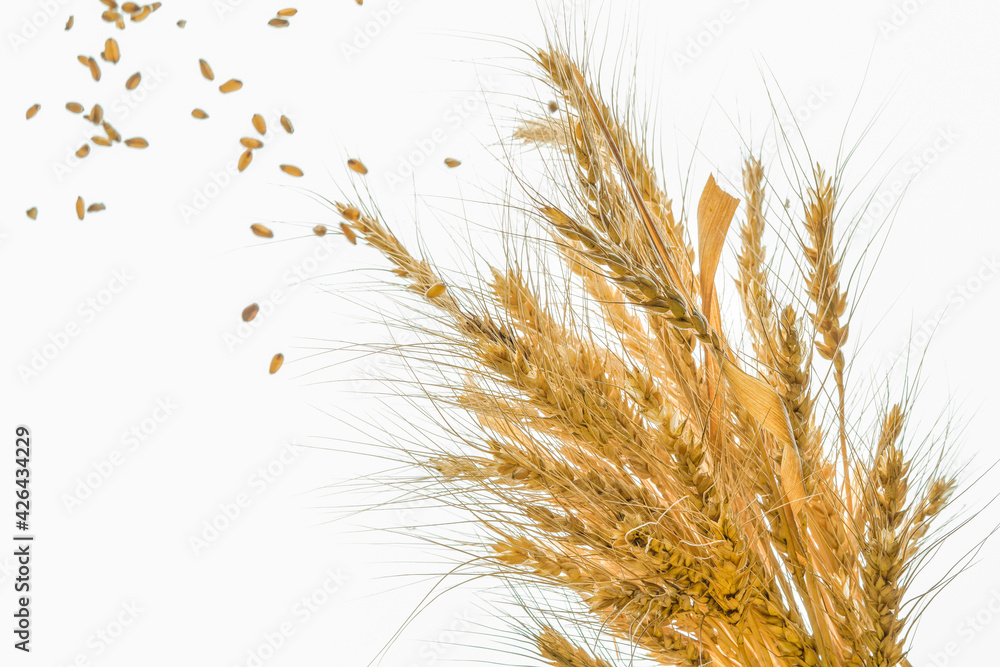 Fototapeta premium Wheat flour Bunch of wheat ears