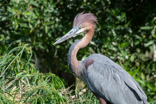 A Goliath heron (Ardea goliath), in the sunshine, also known as the giant heron close up looking around. © KingmaPhotos