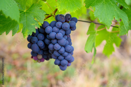 Green vineyards located on hills of Jura French region, red pinot noir, poulsard or trousseau grapes ready to harvest and making red and white wine, France