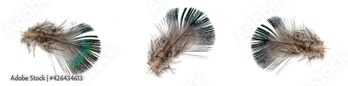 brown pheasant feather on a white background