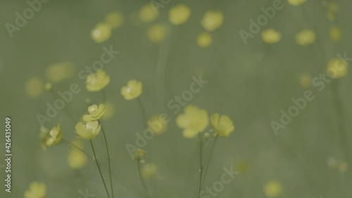 A close up of a buttercup. Slider