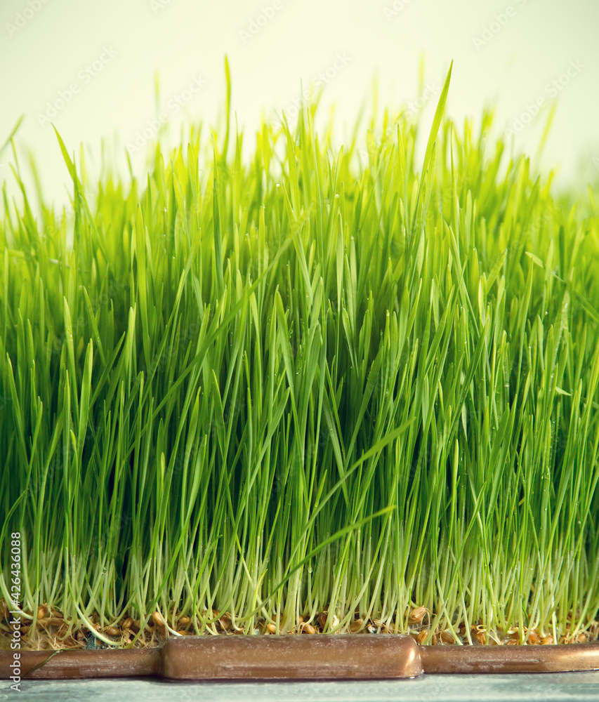 Fototapeta premium Germination of wheat germ. Green sprouts are grown.