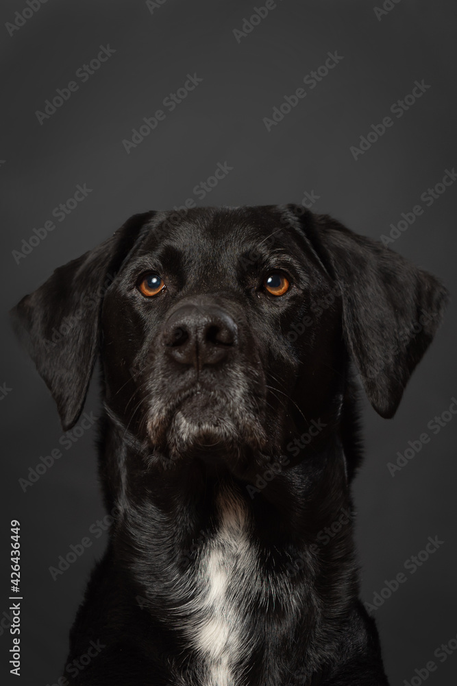 Portrait of black dog in studio. Labrador retreiver and german short hair pointer