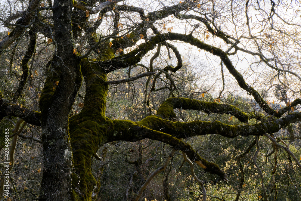 Fototapeta premium A Tangle of Foliage in Central California