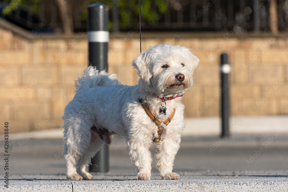 Cute small Maltese or Bichon puppy dog on the street. Cute small Maltese or Bichon puppy dog on the street.