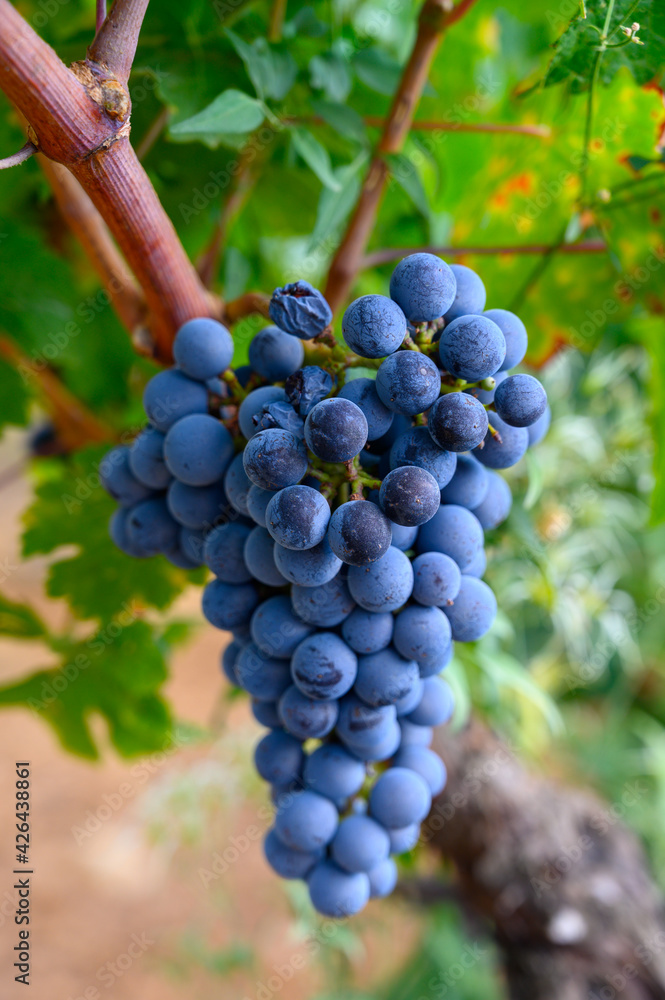 Ripe black or blue syrah or grenache wine grapes using for making rose or red wine ready to harvest on vineyards in Cotes de Provence, region Provence, south of France Ripe black or blue syrah or grenache wine grapes using for making rose or red wine ready to harvest on vineyards in Cotes de Provence, region Provence, south of France