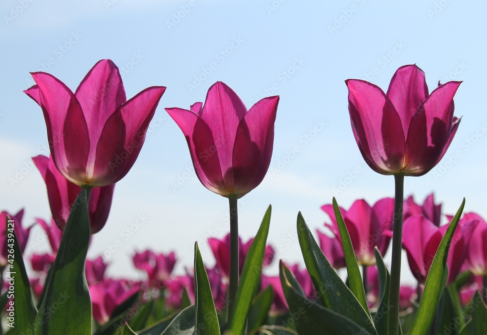 Fototapeta premium three beautiful purple tulips are blooming in a bulb field in the countryside in holland in the spring sunshine closeup