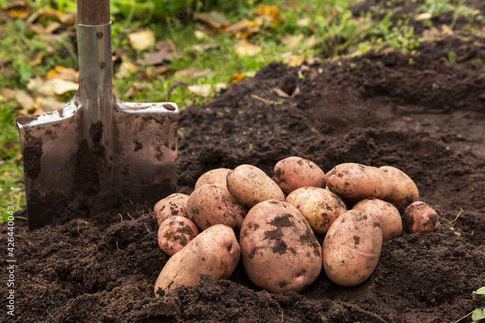 Organic pink red potato harvest close up. Freshly harvested potato with shovel on ground in farm garden Organic pink red potato harvest close up. Freshly harvested potato with shovel on ground in farm garden