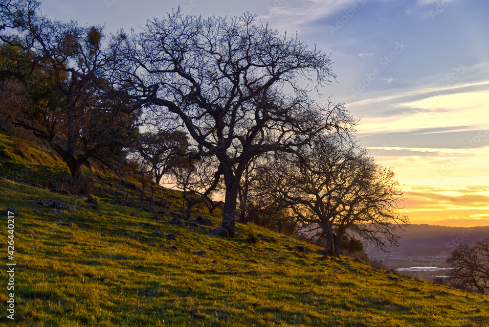 Sunset through Bare Oaks in Central California