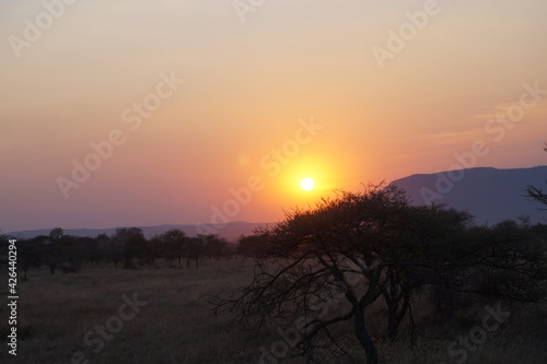Wallpaper Mural feel the african sun Torontodigital.ca