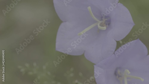 Purple flower. Slider Panorama. Close-up