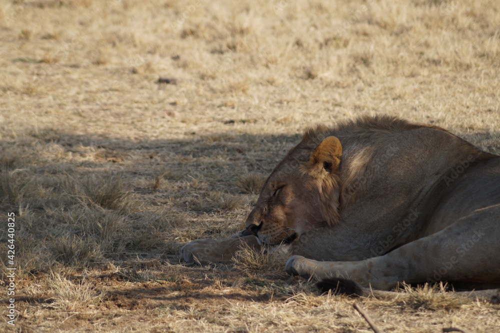 Fototapeta premium Mittagsschläfchen