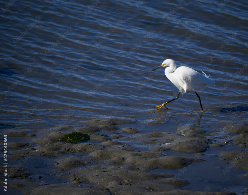 Egret Strolling in Central California Egret Strolling in Central California
