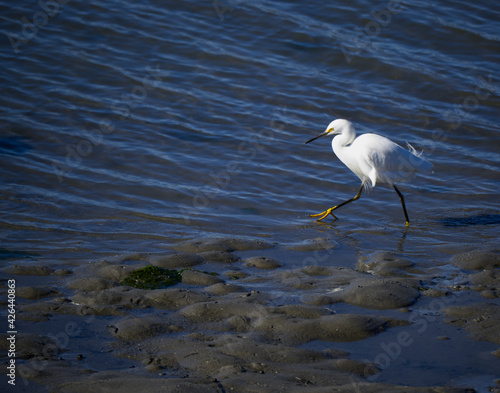 Egret Strolling in Central California