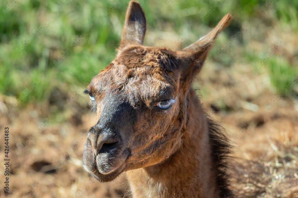 Fototapeta premium The llama (Lama glama) is a domesticated South American camelid.