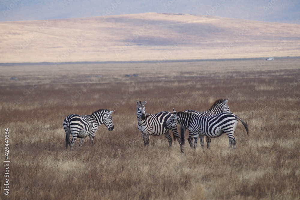 Obraz premium black and whithe