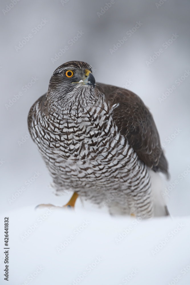 Northern goshawk staying in snow Northern goshawk staying in snow