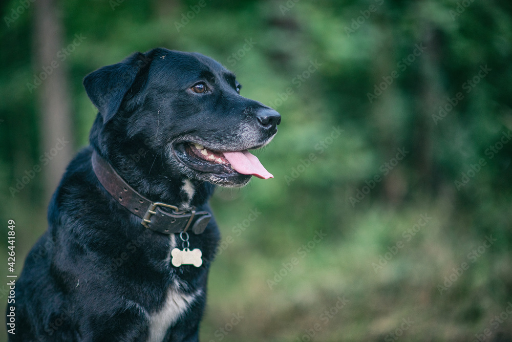 Portrait of a young beautiful black labrador retriever in the forest.