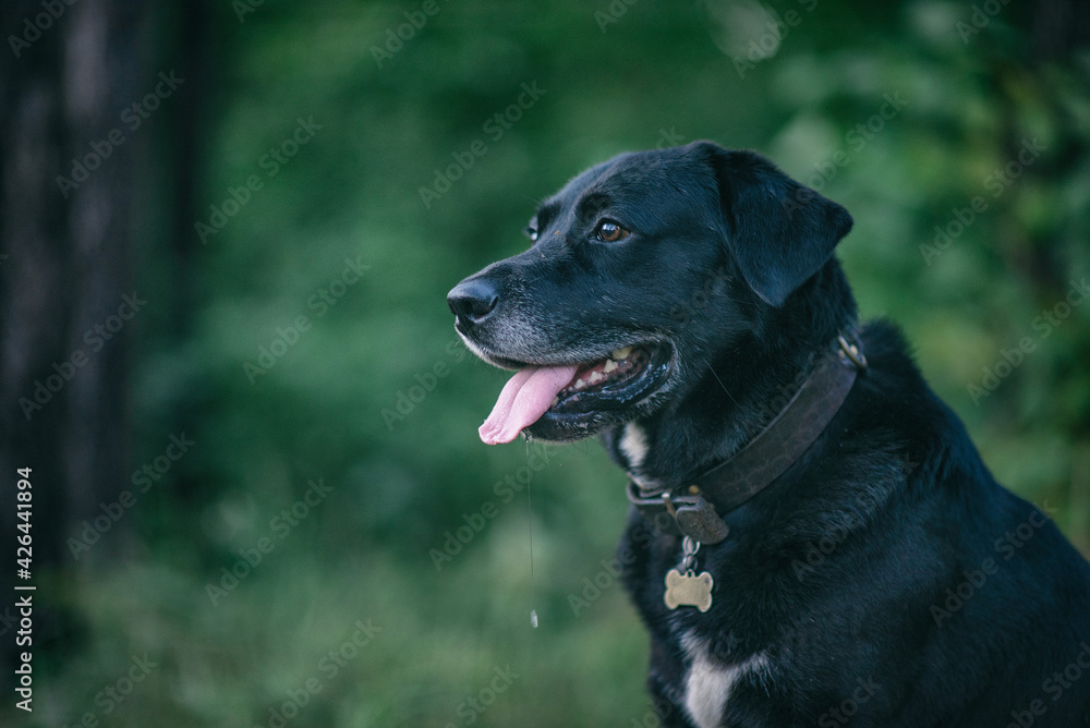 Portrait of a young beautiful black labrador retriever in the forest. Portrait of a young beautiful black labrador retriever in the forest.