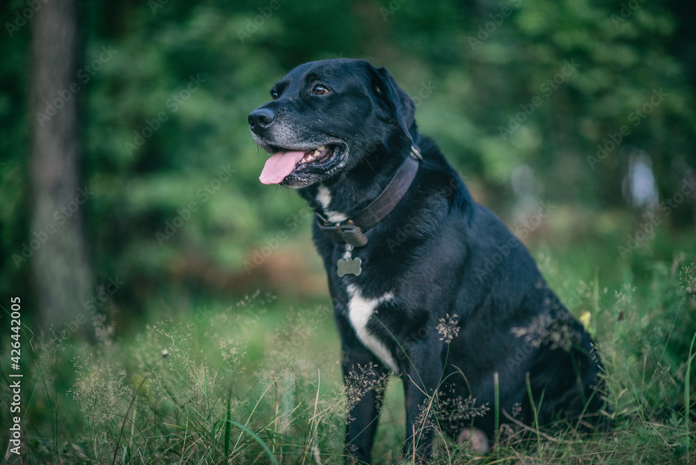 Portrait of a young beautiful black labrador retriever in the forest. Portrait of a young beautiful black labrador retriever in the forest.