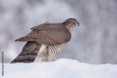 Photos Northern goshawk staying in snow