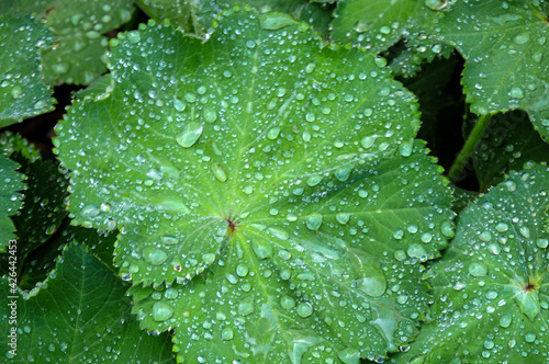 dew on large leaves  photo