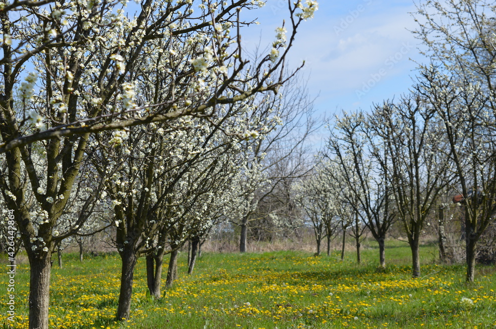 Fototapeta premium frost in flowering plum 2021