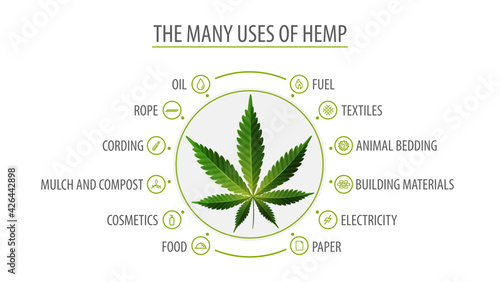 Many uses of hemp, white poster with infographic of uses of hemp and greenbush of hemp plant, top view